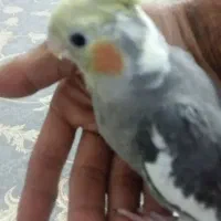 عروس هلندی سینامون