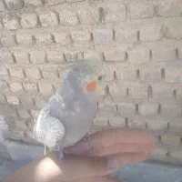 دو عدد عروس هلندی نر و ماده