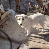 سگ نگهبان|سگ|محمدشهر, محمدشهر|دیوار