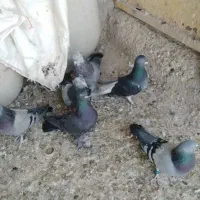 17تا کبوترفروشی