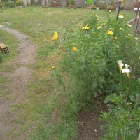 ویلای ۱۰۰متری دو‌خوابه یاس.نزدیک‌ میدان امام‌حسین|اجارهٔ کوتاه‌مدت آپارتمان و سوئیت|تالش, هشتپر|دیوار