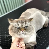 اصلاح و شستشو گربه