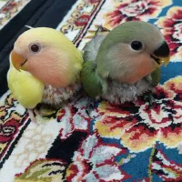 طوطی برزیلی|پرنده|نسیمشهر, |دیوار