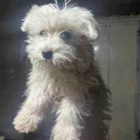 شیتزو عروسکی مینیاتوری