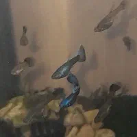 ماهی گوپی بلومسکو|ماهی|مشهد, فدک|دیوار