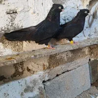 کبوتر ابادانی|پرنده|کرخه, |دیوار