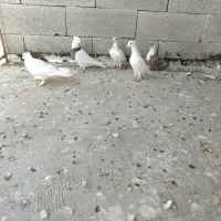 هفتا کبوتر|پرنده|شیراز, شهرک گلها|دیوار
