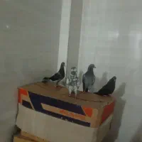 کبوتر پلاکی و رنگی|پرنده|گله دار, |دیوار