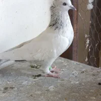 سینه آبی|پرنده|شیراز, شیشه‌گری|دیوار