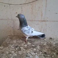 کفتر|پرنده|طبس, |دیوار
