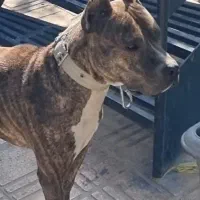 سگ پیتبول|سگ|هشتگرد, تهران دشت|دیوار