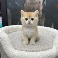 جشنواره رنگدونه