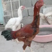 خروس و بوقلمون