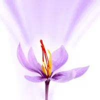 چیدن زعفران