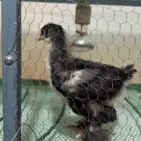 جوجه مرغ و خروس ایام سمانی لهستانی ویاندوت برهما