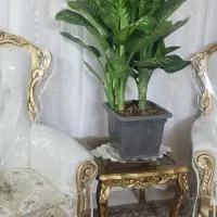 کل خاص آپارتمانی