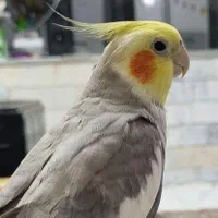 عروس هلندی گمشده