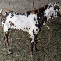 نر بز پنجاپ