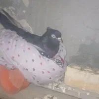 ماهشهر شهرک مدنی گلستان ۷|پرنده|بندر ماهشهر, |دیوار