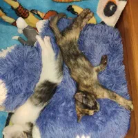 دو عدد بچه گربه دی اچ اس