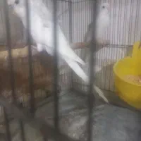 یکجفت مرغ عشق البینو