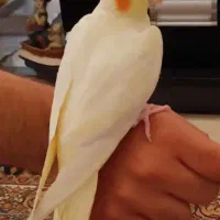 دوتا جوجه عروس هلندی