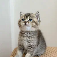 گربه‌ سالم، آرام و مناسب آپارتمان