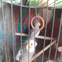 عروس هلندی نرو ماده
