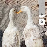 اردک جوان سالم و سرحال درشت وسنگین|حیوانات مزرعه|اصفهان, کوی امیریه|دیوار