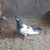 کفتر پرشی پاکستانی