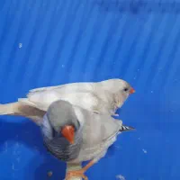 فنچ لپ سفید|پرنده|رشت, چله خانه|دیوار