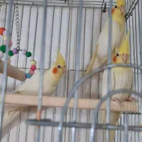 عروس لوتینو آماده