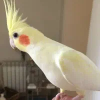 جوجه عروس هلندی روز جمعه گذشته گم شده جلال۴۶