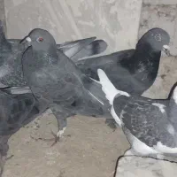 گرفتنی|پرنده|زابل, |دیوار