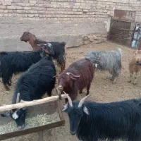 بز آبستن نزدیک|حیوانات مزرعه|درودزن, |دیوار