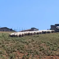 دامداری-فروشی