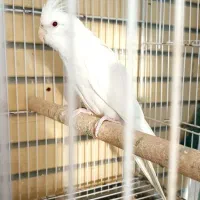 عروس هلندی مولد|پرنده|چابهار, |دیوار