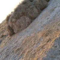 خار فروشی|حیوانات مزرعه|جزنیک, |دیوار