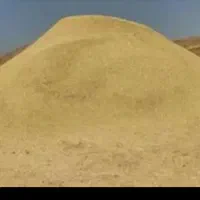 کاه گندم