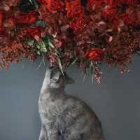 گربه ماده اماده جفت گیری