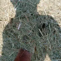 یونجه درجه1مخصوص دام وپرواری