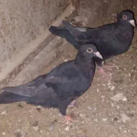 کبوترفروشی کلاغ گوک