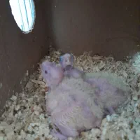 عروس|پرنده|ایرانشهر, |دیوار