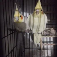 عروس هلندی گیلانغرب