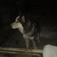 هاسکی نر چشم یخی