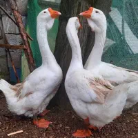 قوغاز لیندا اصیل غبغب دار دو ناف