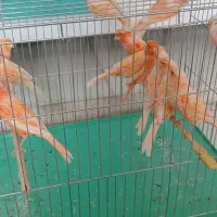 قناری سوپر برفکی درشت|پرنده|فولادشهر, مسکن مهر فولادشهر|دیوار