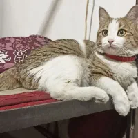 واگذاری گربه