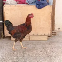 خروس
