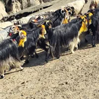 بز ،شهرکردی